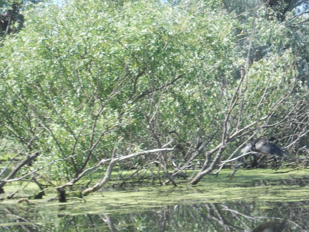 Pensiunea Cristal Tulcea Esterno foto